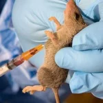 Lassa fever kills WHO doctor, other in Benue