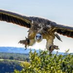 Africa: More Than 150 Vultures Poisoned to Death, Seemingly for ‘Muti’