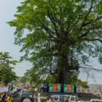 Sierra Leone’s iconic cotton tree felled by storm